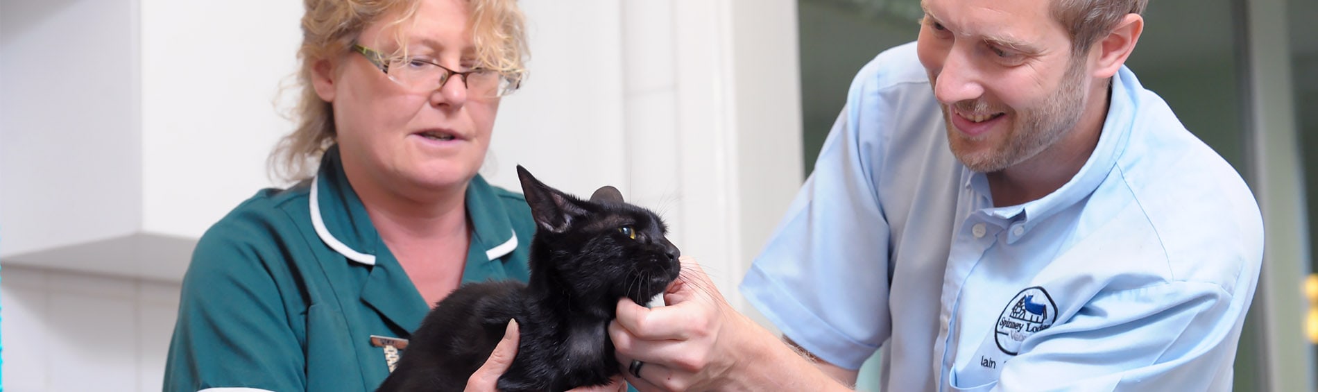 Eye Problems in Cats | Spinney Vets